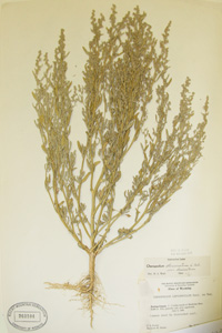 Herbarium Sheet of 